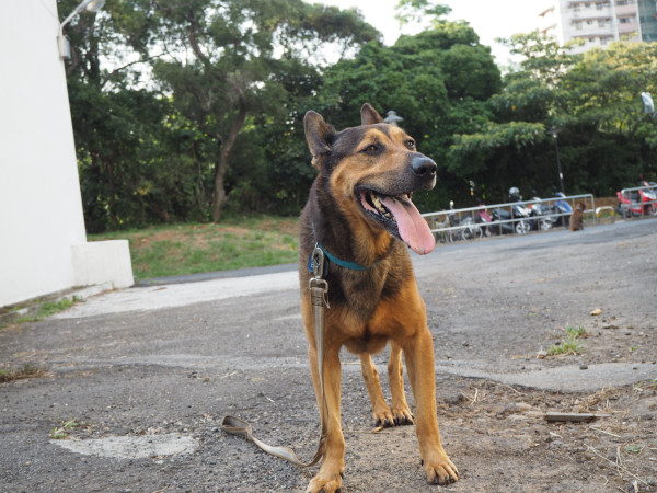 穩定成犬 賈賈找家喔!