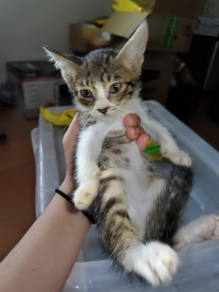 小貓送養
