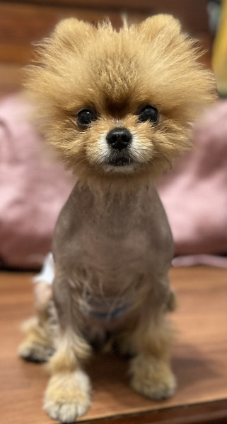 博美公狗四歲 