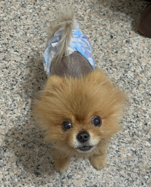 博美公狗四歲 