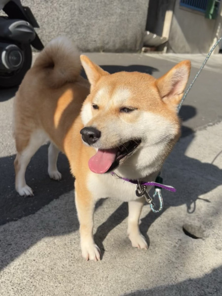 幫柴柴找有緣人