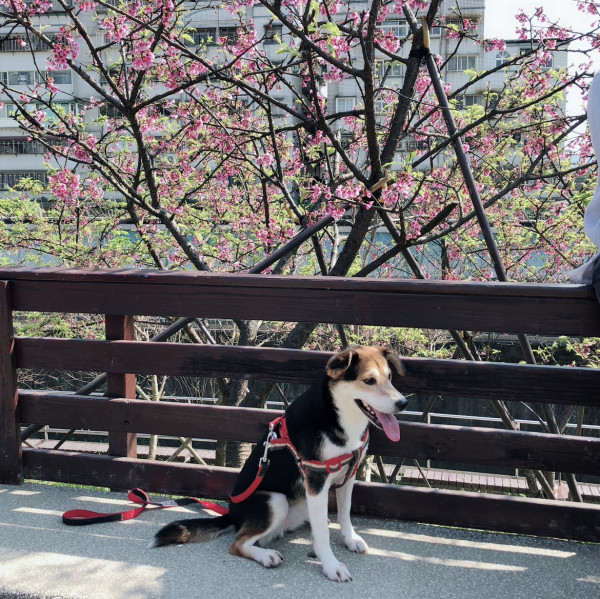 乖巧米克斯尋找溫暖的家