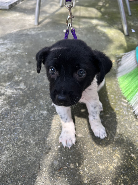 三隻浪浪幼犬尋找一個溫暖的家