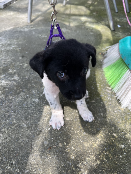 三隻浪浪幼犬尋找一個溫暖的家