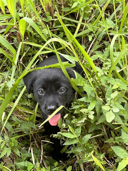 三隻浪浪幼犬尋找一個溫暖的家