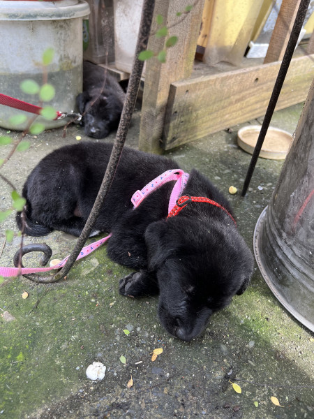 三隻浪浪幼犬尋找一個溫暖的家
