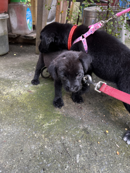 三隻浪浪幼犬尋找一個溫暖的家