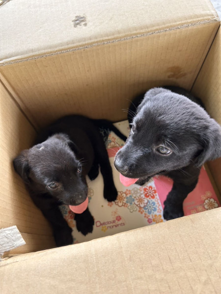 三隻浪浪幼犬尋找一個溫暖的家