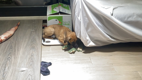 兩個月親人幼犬找家