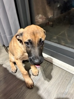 兩個月親人幼犬找家