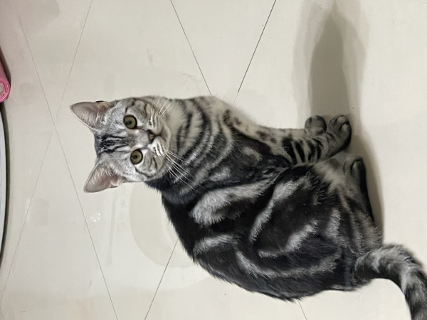 美短認養