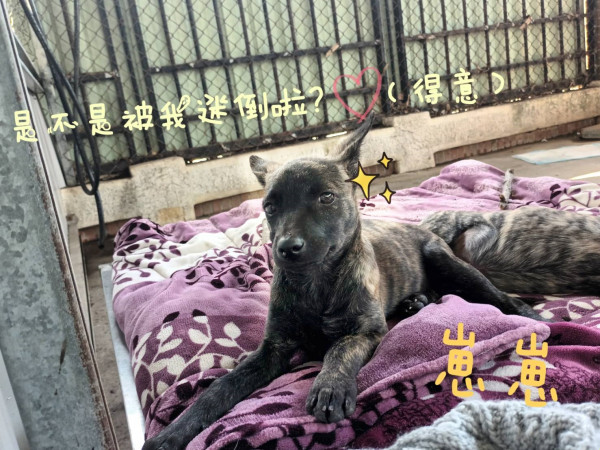 送養文 可愛狗狗在等一個家