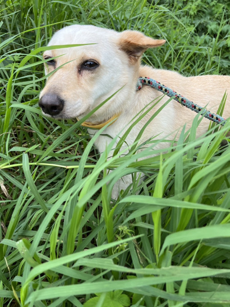 中小型白色漂亮米克斯犬