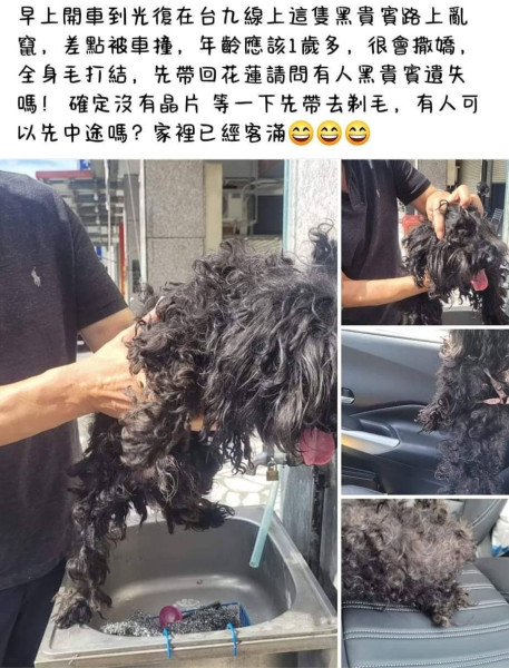 兩歲貴賓小男孩找家