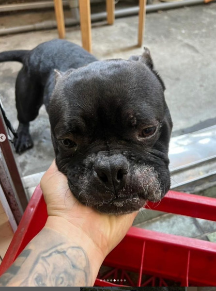 親人溫馴黑色惡霸犬找家