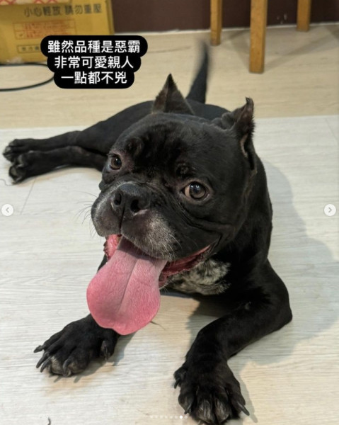 親人溫馴黑色惡霸犬找家
