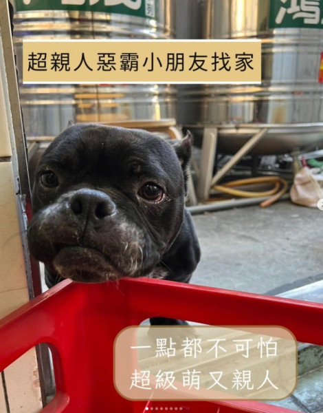 親人溫馴黑色惡霸犬找家