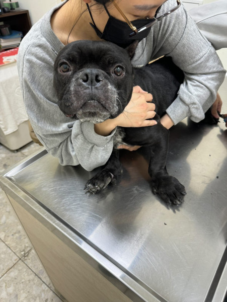 親人溫馴黑色惡霸犬找家