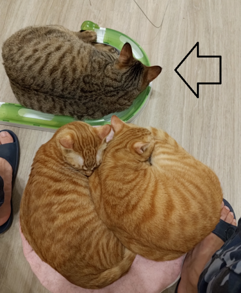 親人虎斑送養 