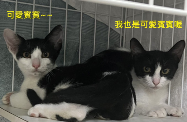 可愛賓賓認養中-可分開送養