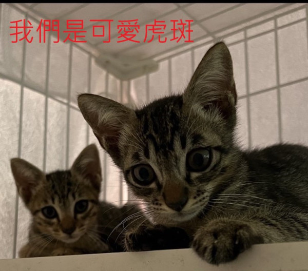 我們是可愛斑斑