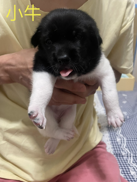 幼犬（小牛）找一個家_（已認養）