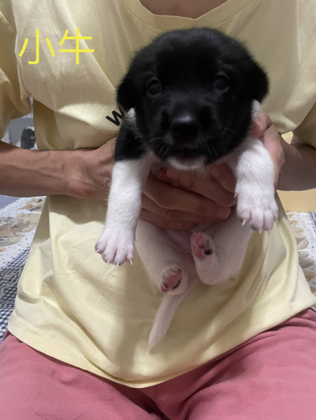 幼犬（小牛）找一個家_（已認養）