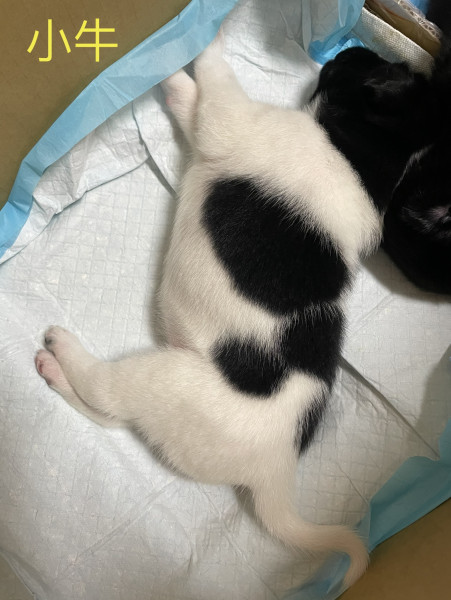 幼犬（小牛）找一個家_（已認養）