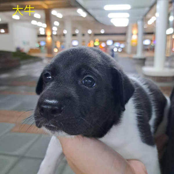 幼犬送養_找一個愛護他們一輩子的家人