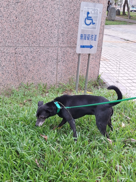 活潑親人的傻笑妹屎蛋