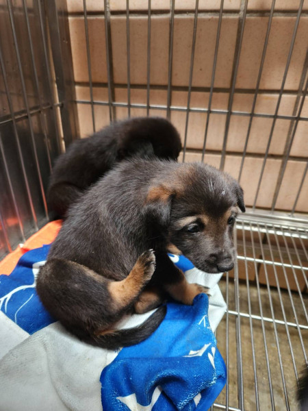 多隻米克斯奶犬免費送