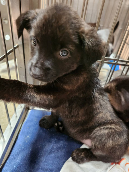 多隻米克斯奶犬免費送