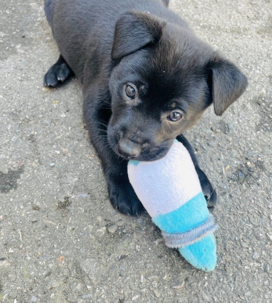 多隻米克斯奶犬免費送