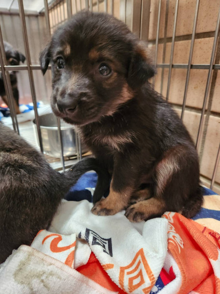 多隻米克斯奶犬免費送