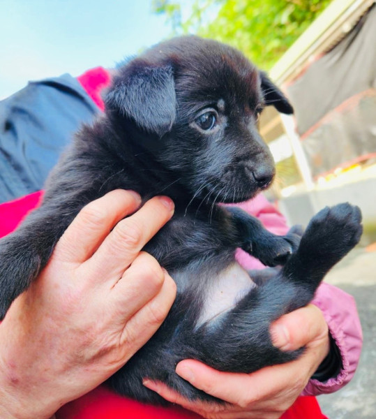 多隻米克斯奶犬免費送