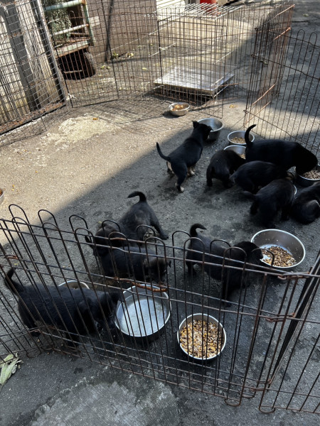 多隻米克斯奶犬免費送