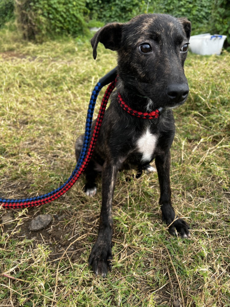 三月齡公幼犬免費送