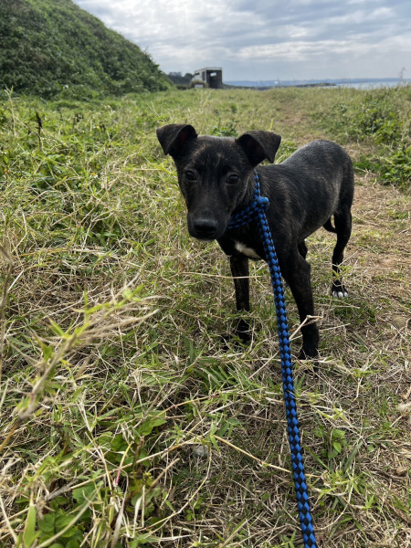 三月齡公幼犬免費送