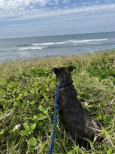三月齡公幼犬免費送
