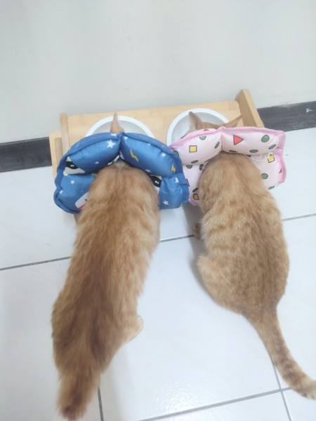 親人小橘貓兩隻