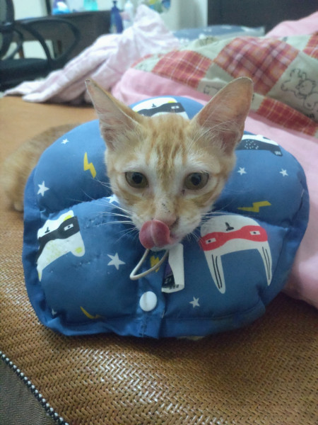 親人小橘貓兩隻