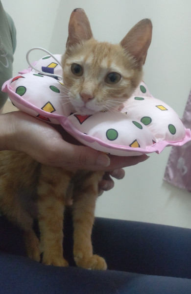 親人小橘貓兩隻