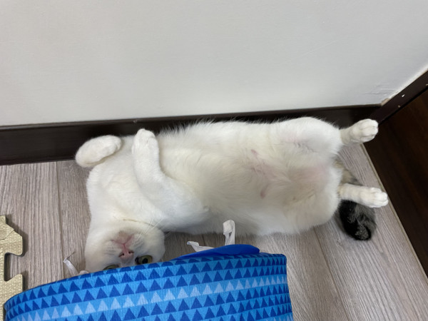 潭子 親人貓咪找家