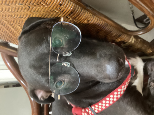 成熟成犬等待有緣人