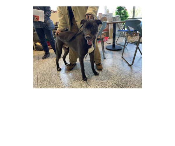 成熟成犬等待有緣人