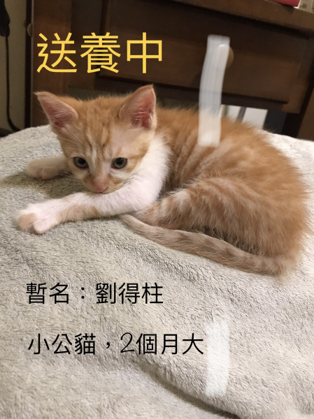 2月大小公貓