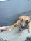 比特犬 哈利