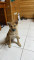 柴犬認養