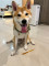 可愛柴犬