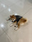 可愛柴犬